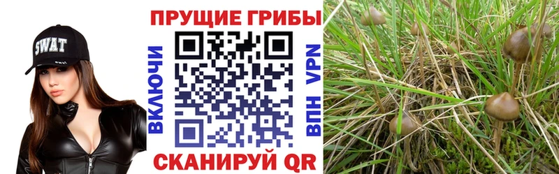 Галлюциногенные грибы Psilocybine cubensis  Купить где  Бутурлиновка 